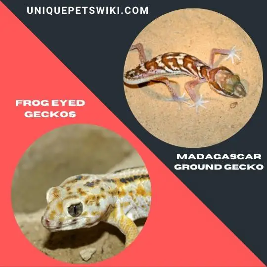 Frog Eyed Geckos and Madagascar Ground Gecko