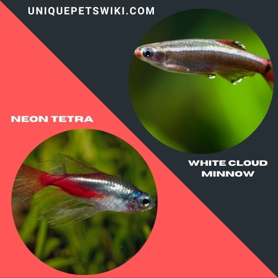 Neon Tetra and White Cloud Minnow pet fishes