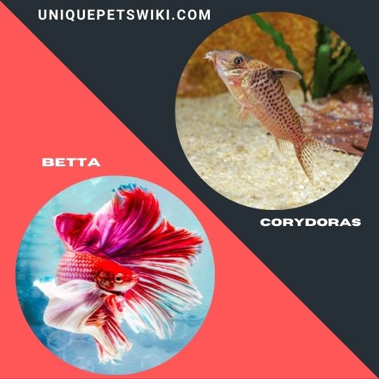 Betta and Corydoras pet fishes