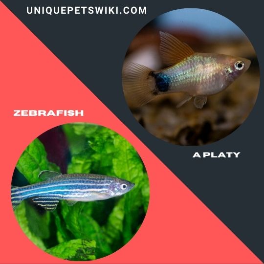 Zebrafish  and a Platy pet fish
