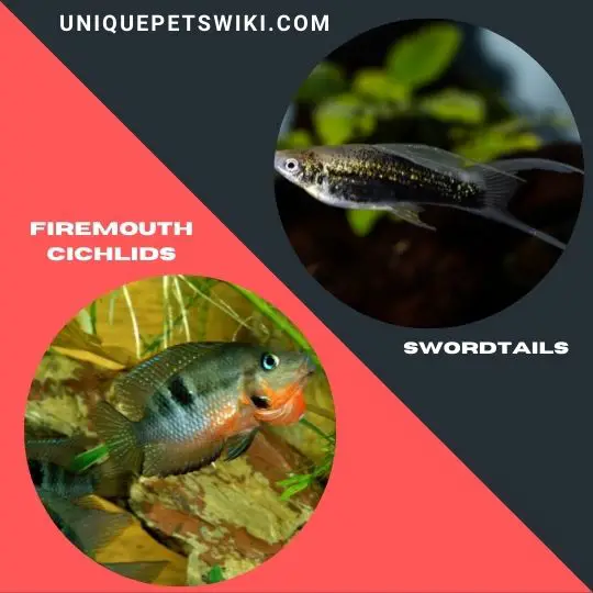 Firemouth Cichlids and Swordtails fish