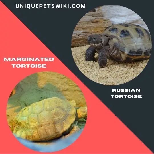 Russian Tortoise and Marginated Tortoise