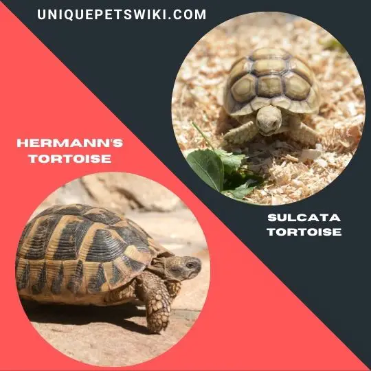 Hermann’s Tortoise and Sulcata Tortoise