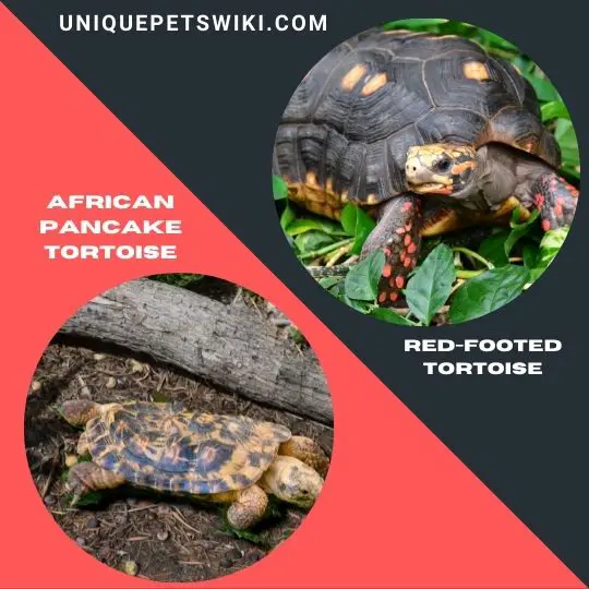 the African Pancake Tortoise and Red-Footed Tortoise