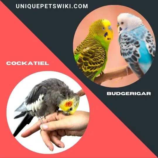 Cockatiel and Budgerigar small bird breeds