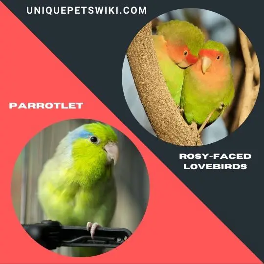Parrotlet and Rosy-Faced Lovebirds