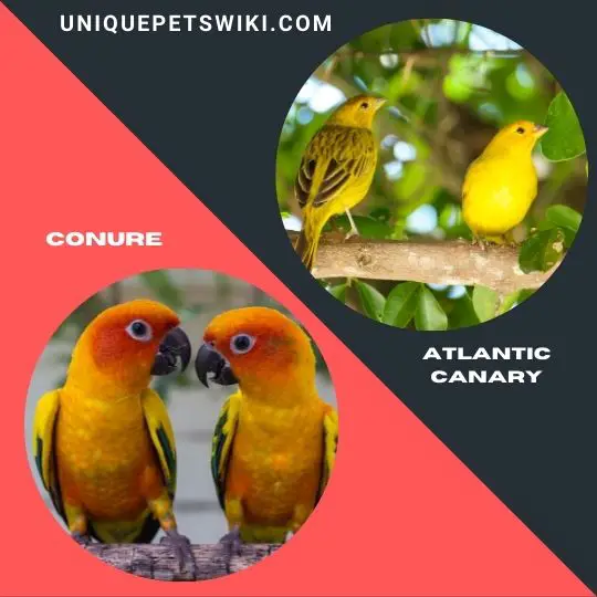 Conure and Atlantic Canary