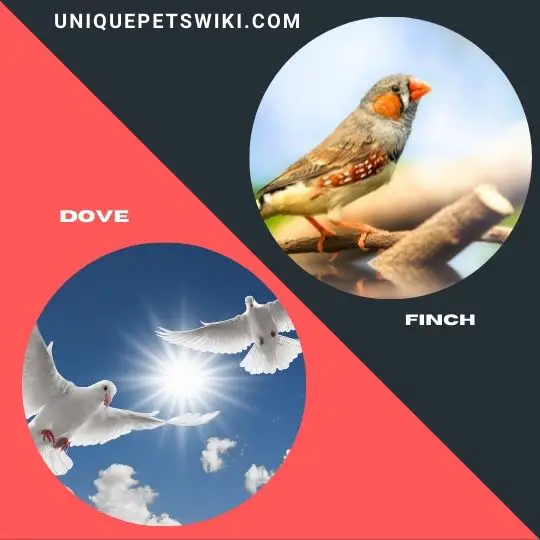 Dove and Finch birds