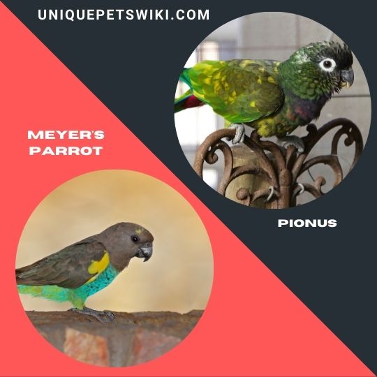 Meyer's Parrot and Pionus