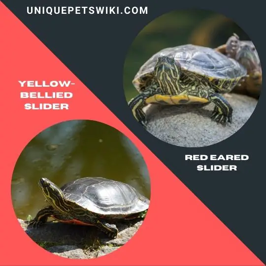 best beginner pet turtles