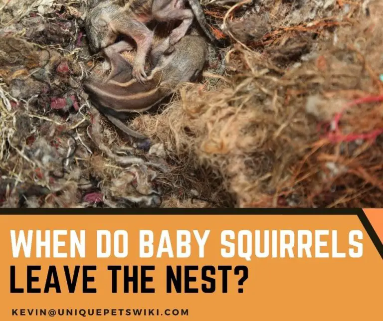 When Do Baby Squirrels Leave The Nest? At About 10 Weeks