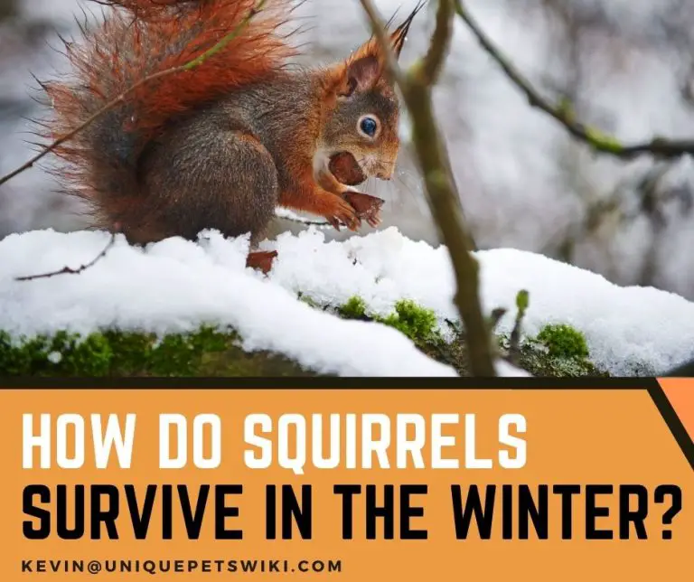 How Do Squirrels Survive In The Winter? Help Squirrels For Better Winter