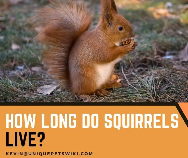 How Long Do Squirrels Live? The 5 Differences Between Species