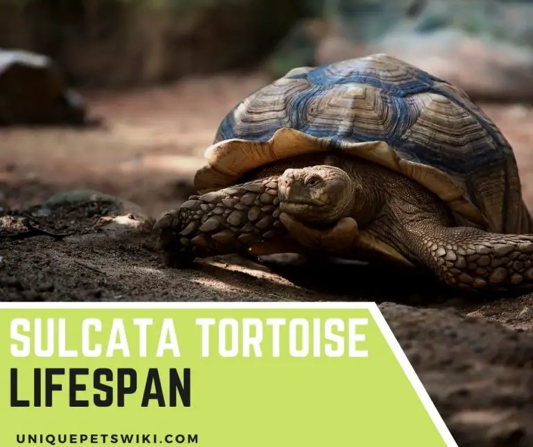 Sulcata Tortoise Lifespan: How Long Do Sulcata Tortoises Live?