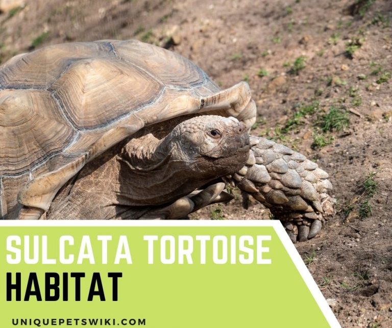 Sulcata Tortoise Habitat How To Setup Ideal Habitats For Sulcata Tortoises