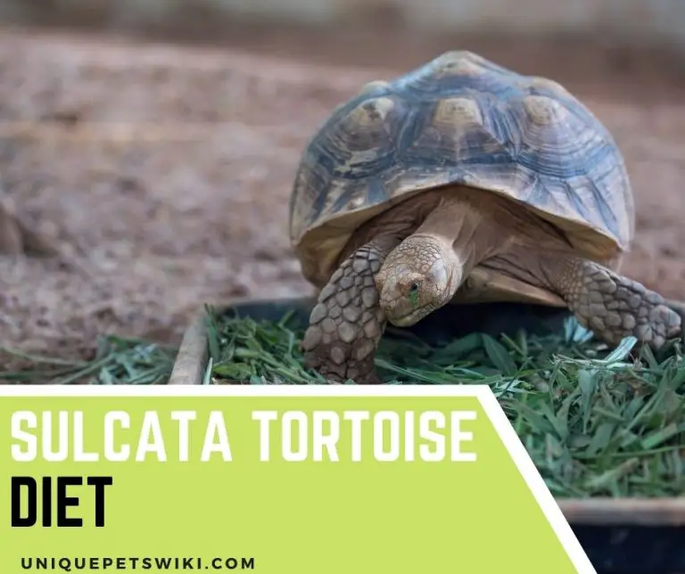 The Ultimate Sulcata Tortoise Diet Plan Tips And Tricks 