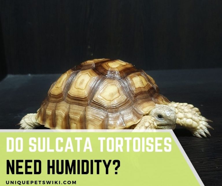Do Sulcata Tortoises Need Humidity? 7 Facts You Should Know