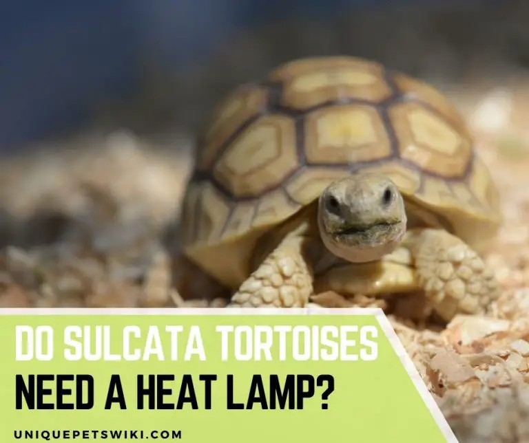 Do Sulcata Tortoises Need A Heat Lamp? 3 Best Options For You