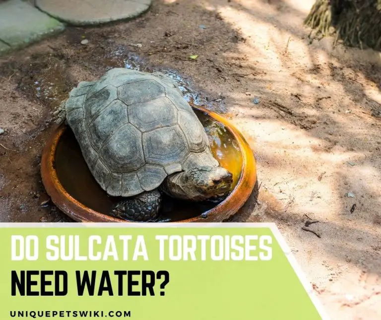 Water Needs of Sulcata Tortoises Understanding Hydration Requirements