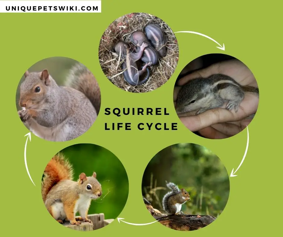 Squirrel Life Cycle