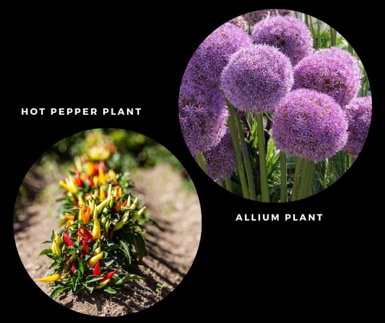 Do Coffee Grounds Keep Squirrels Away? Keep Squirrels Away In A