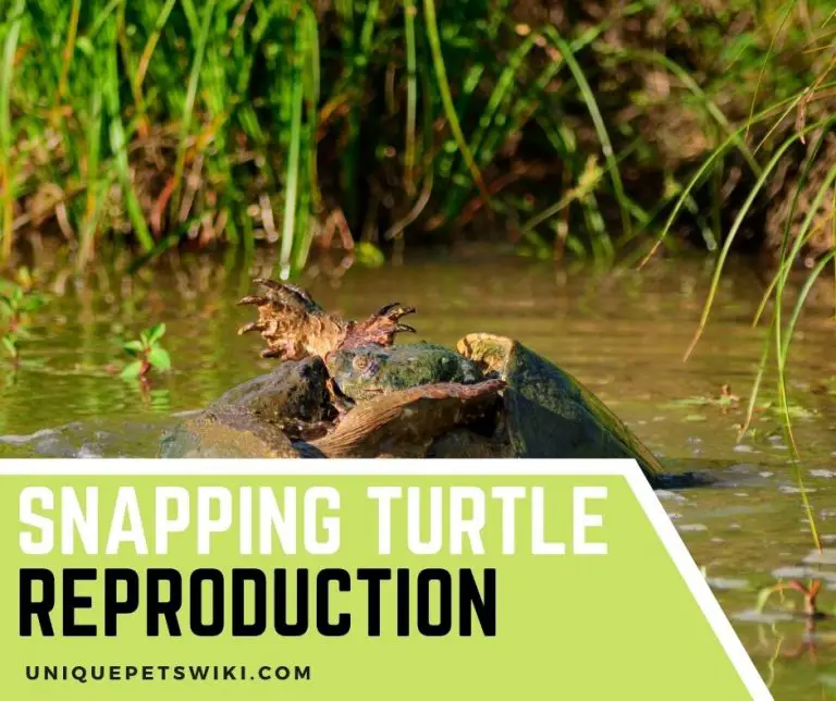 Snapping Turtle Reproduction: Everything You Should Know