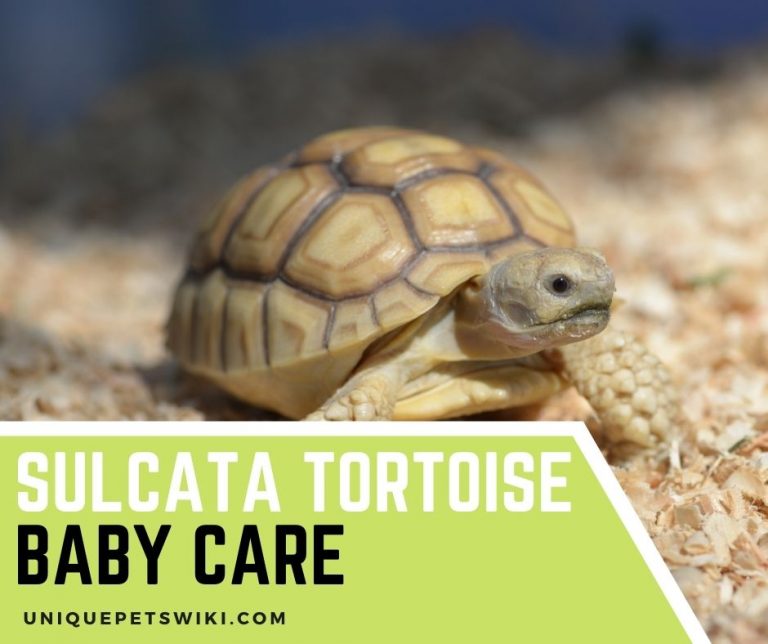 Sulcata Tortoise Baby Care Everything You Should Know
