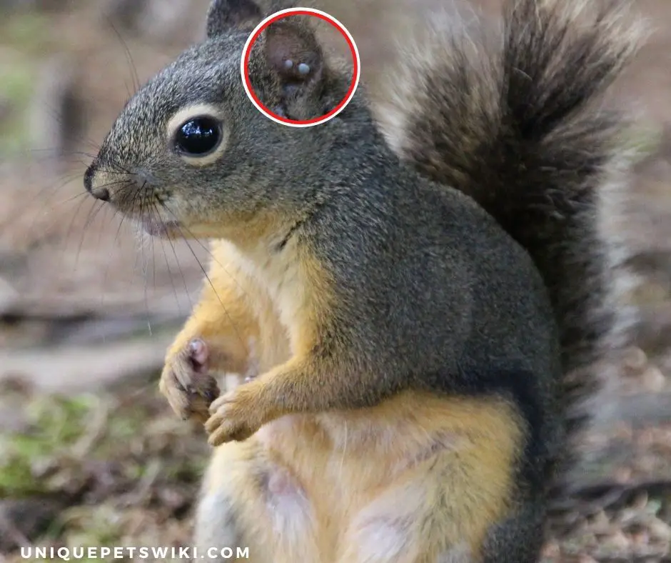 squirrel with blood engorged ticks on its ear