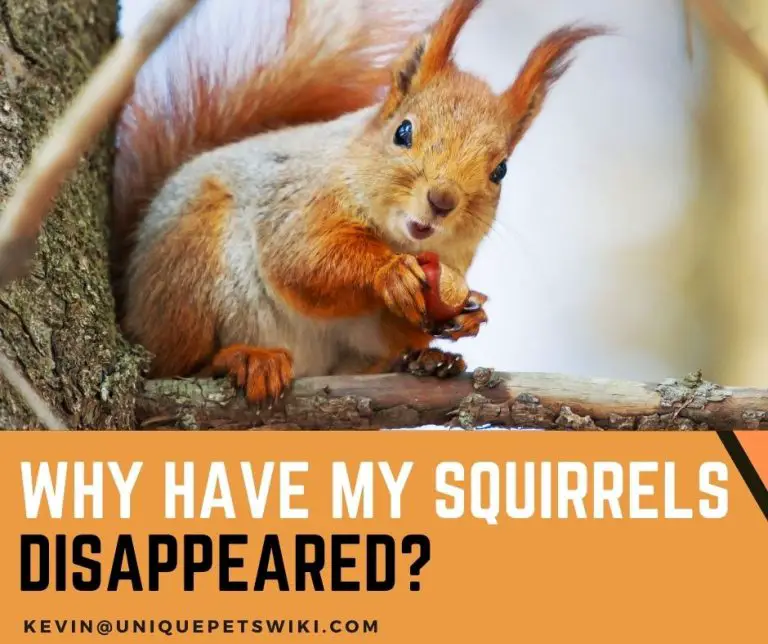 8 Reasons To Answer Why Have My Squirrels Disappeared