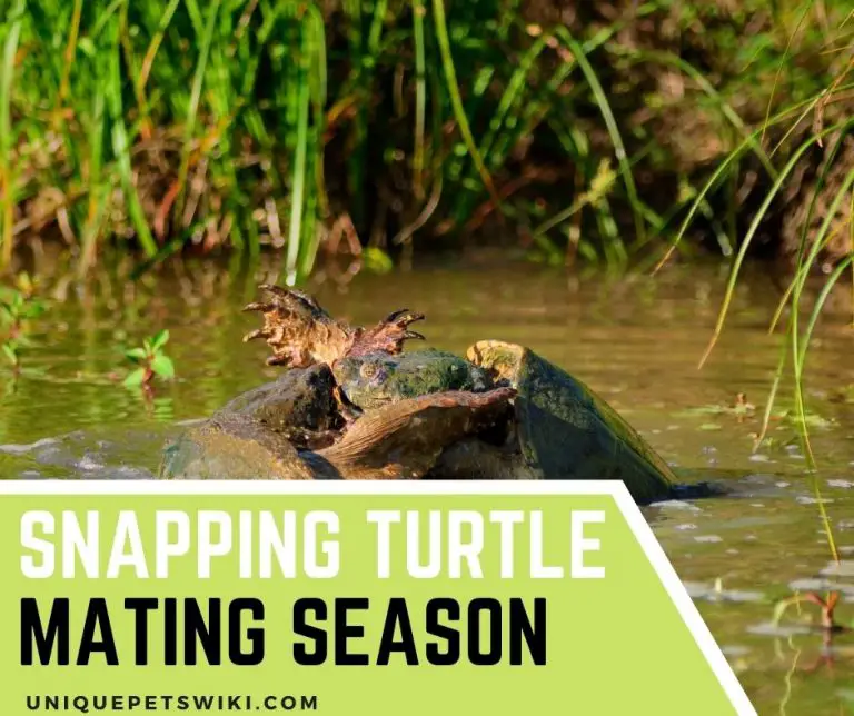 Snapping Turtle Mating Season 5 Important Things To Note