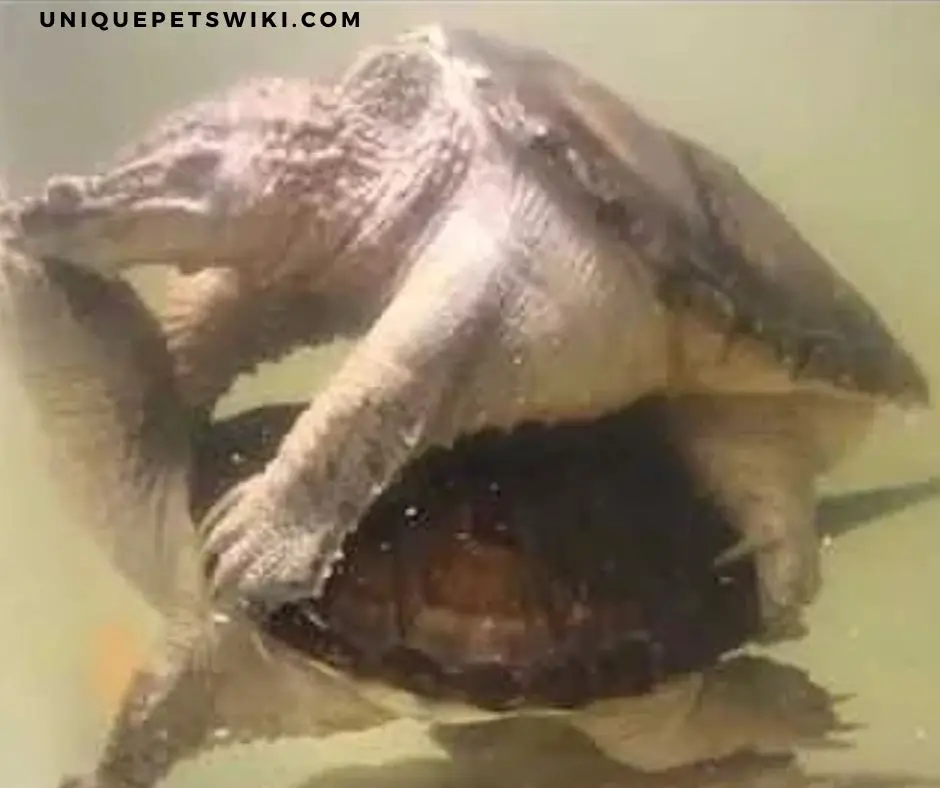 Snapping Turtle Mating Season
