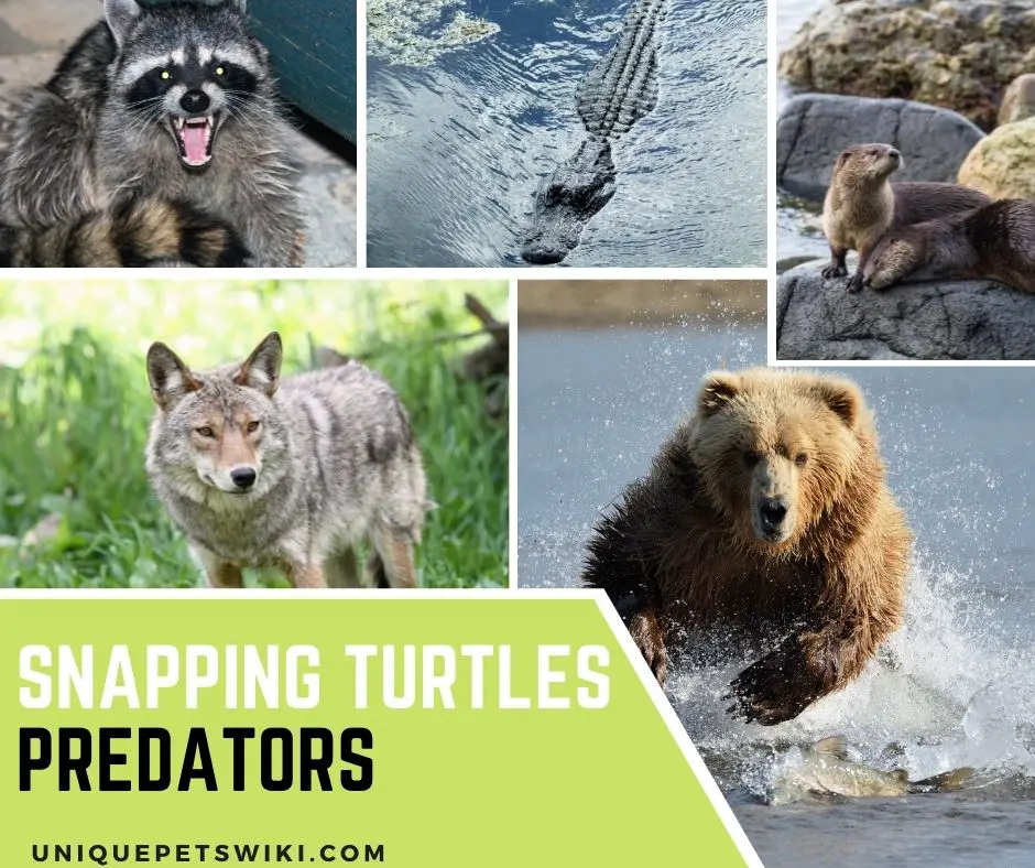 Snapping Turtle Predators