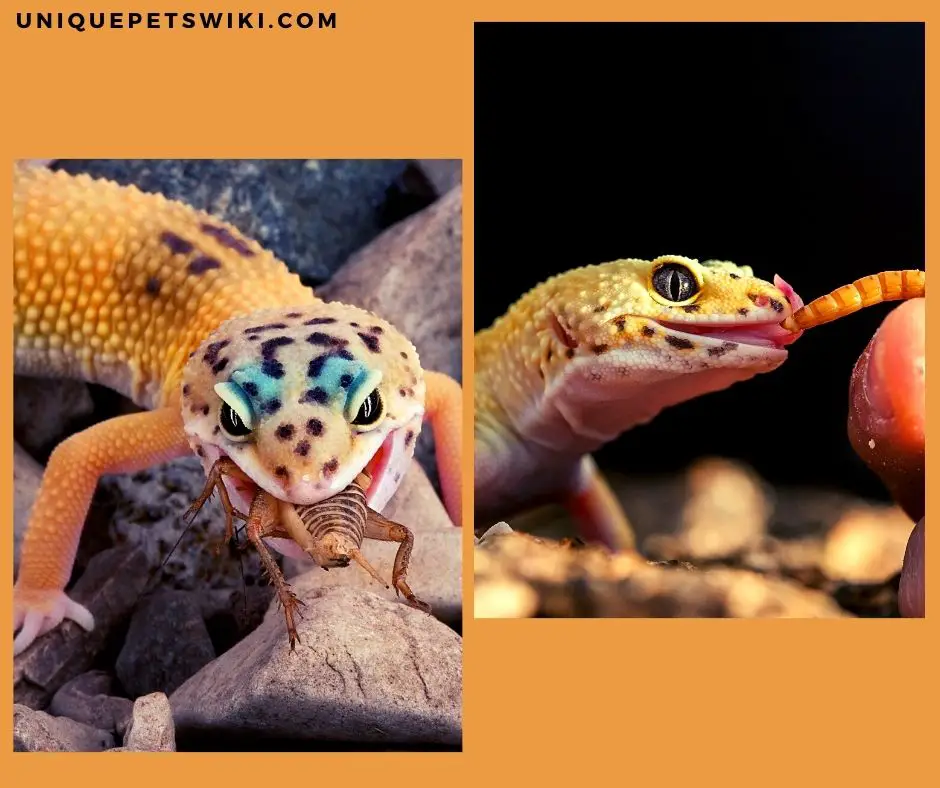 Too many treats can make your leopard gecko become fat