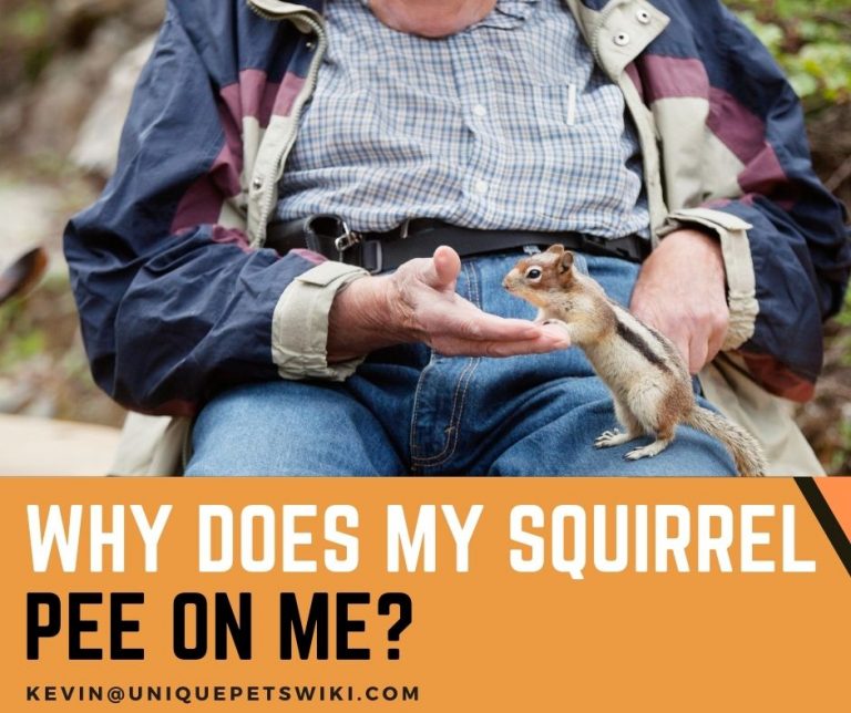 Why Does My Squirrel Pee On Me? Top 3 Reasons That Will Shock You