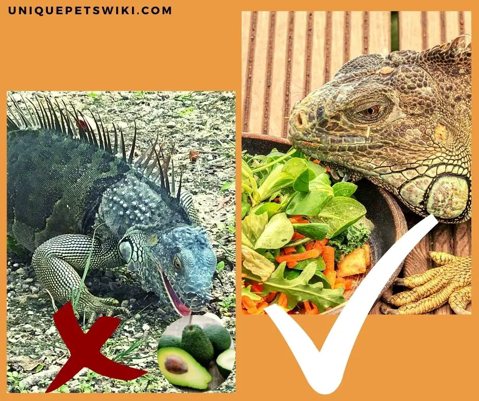 Can Iguanas Eat Avocado? No! you shouldn't feed it to them