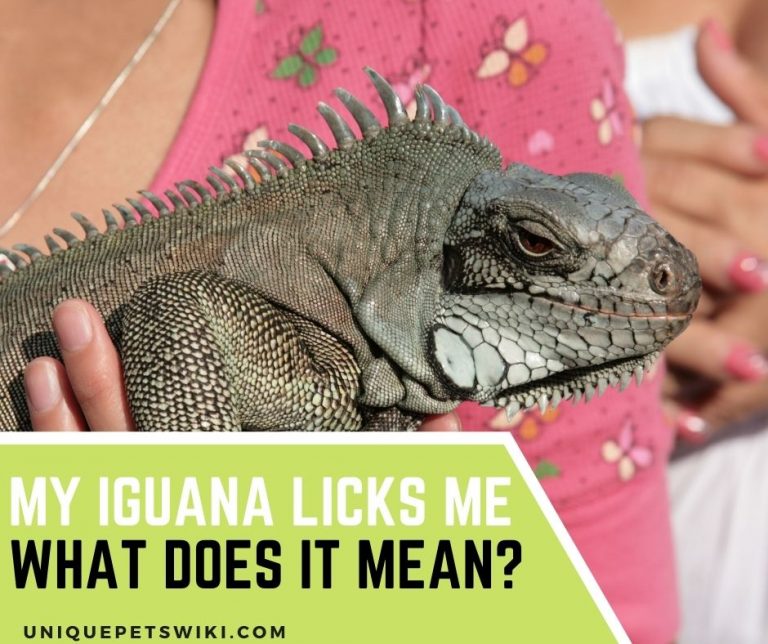 What Does It Mean When Your Iguana Licks You? The 3 Important Facts!
