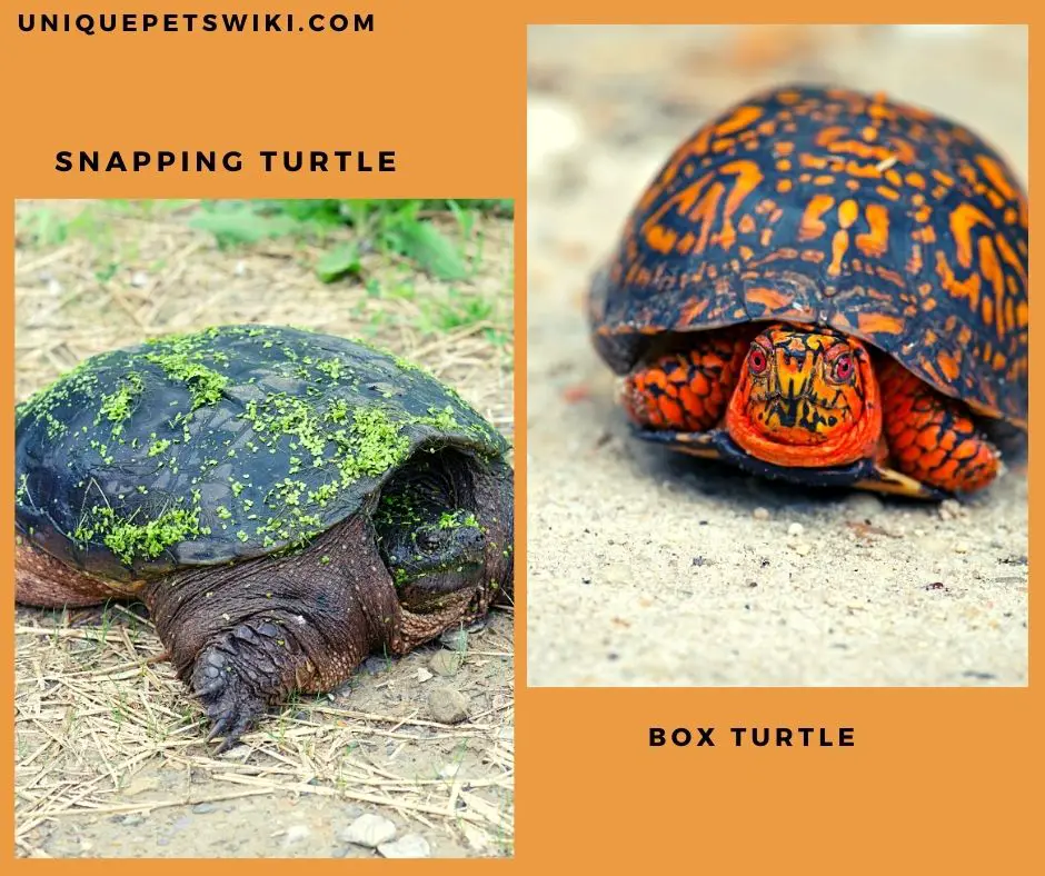 Snapping Turtle Vs. Box Turtle