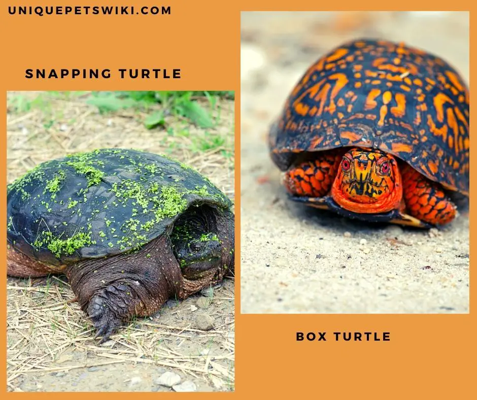 Snapping Turtle Vs. Box Turtle As Pets - Full Comparison