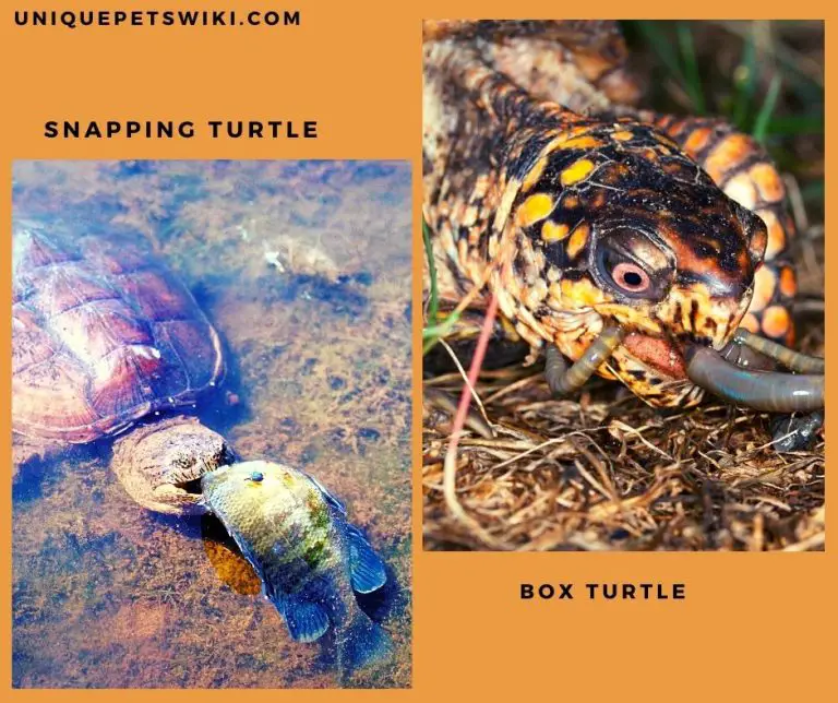 Snapping Turtle Vs. Box Turtle As Pets - Full Comparison