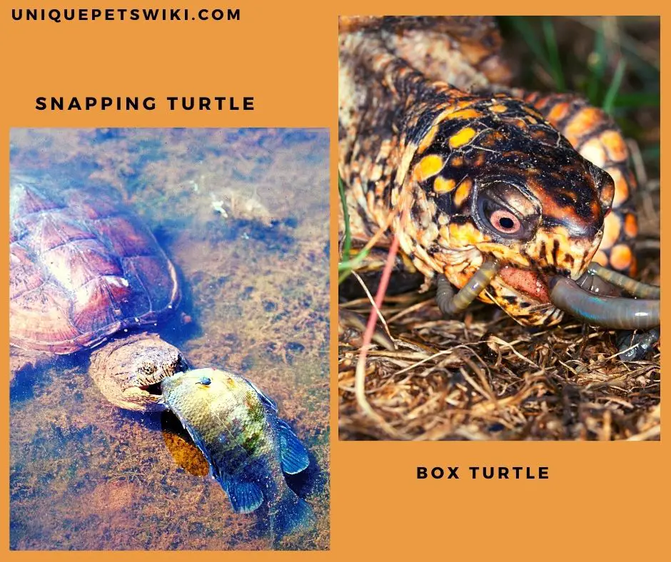 Snapping and box turtles are both omnivores; they eat a wide variety of plants and animals.