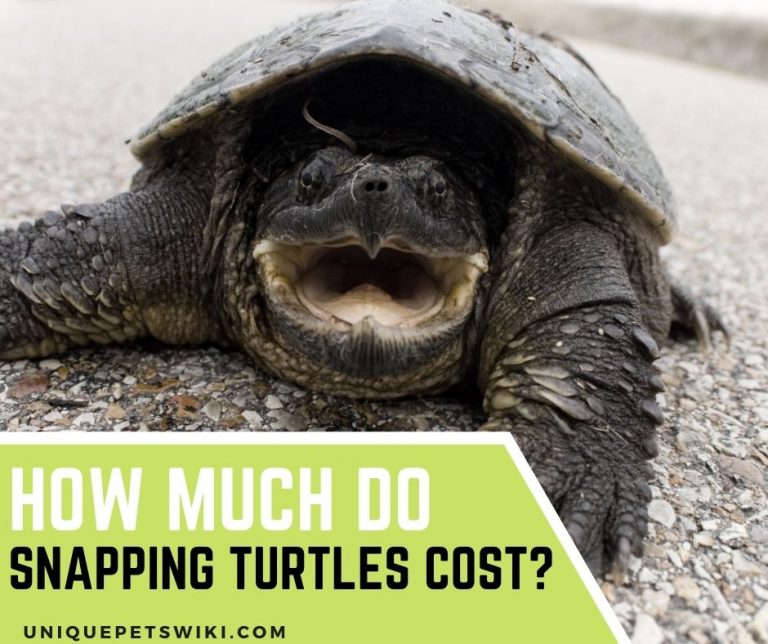 How Much Do Snapping Turtles Cost?