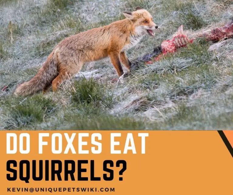 Do Foxes Eat Squirrels? 5 Ways To Scare Foxes Away