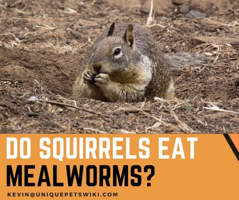 Do Squirrels Eat Mealworms? 5 Types Of Worms That Squirrels Eat
