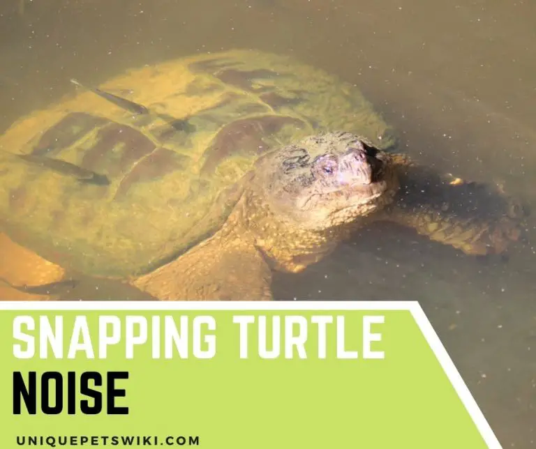 10 Snapping Turtle Sounds And Their Understandings