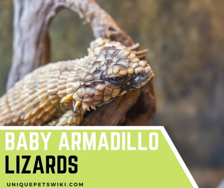 How To Care For Baby Armadillo Lizard In 10 Ways