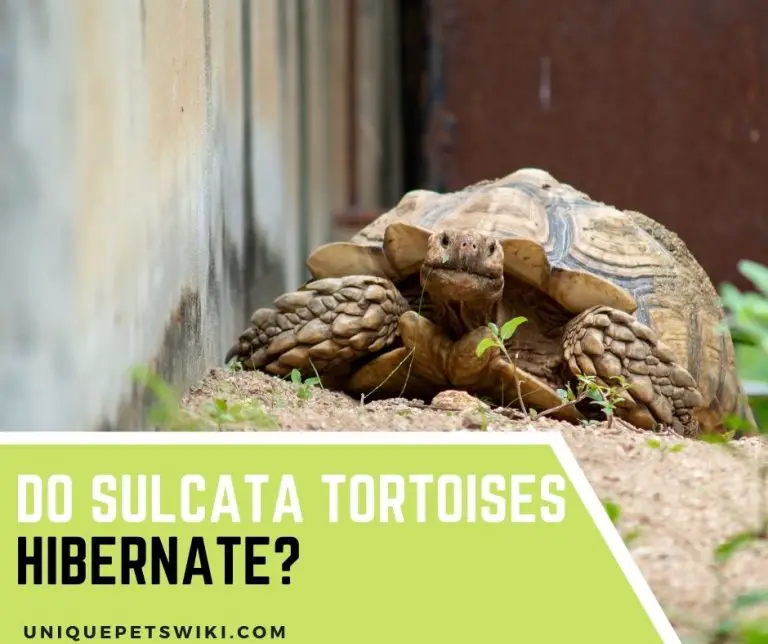 Do Sulcata Tortoises Hibernate? 3 Facts You Should Know