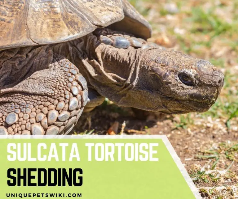 Sulcata Tortoise Shedding - Top 7 Causes, Signs, And Treatment