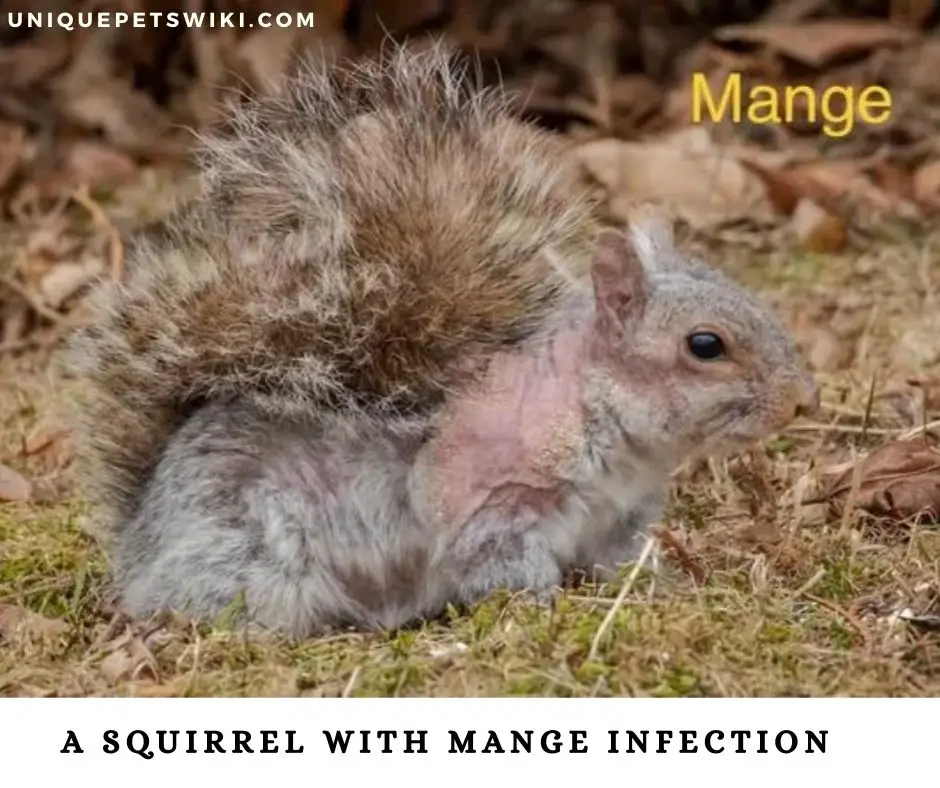 A squirrel with mange infection