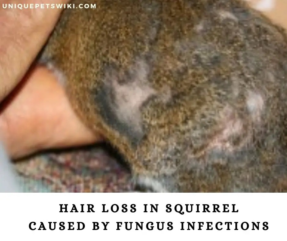 Aside mange, hair loss in squirrels are also caused by fungus infections