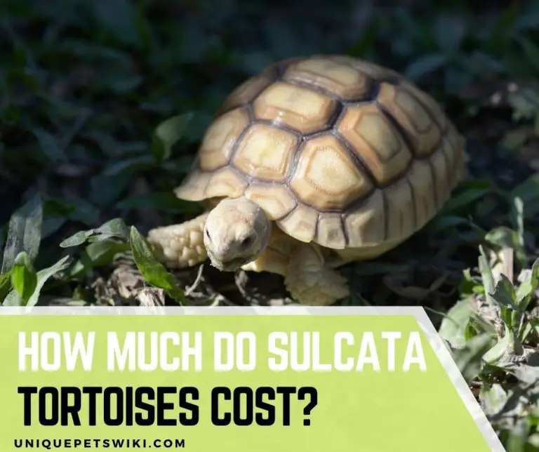 How Much Do Sulcata Tortoises Cost? $200 Or Less?